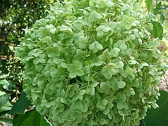 223 Longwood Gardens [2008 August 23]